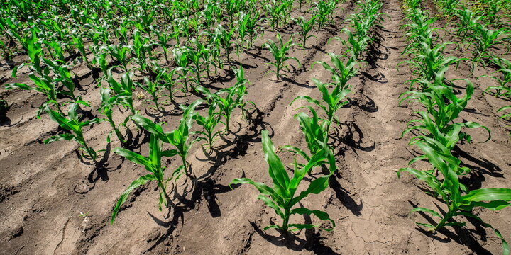 a field of crops