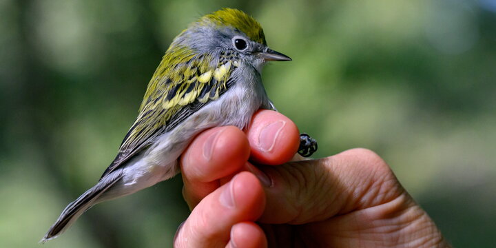 A bird sitting on a hand