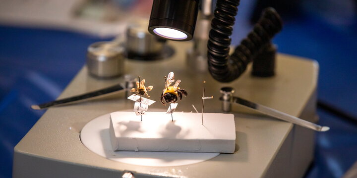 Two pinnned bees underneath a microscope