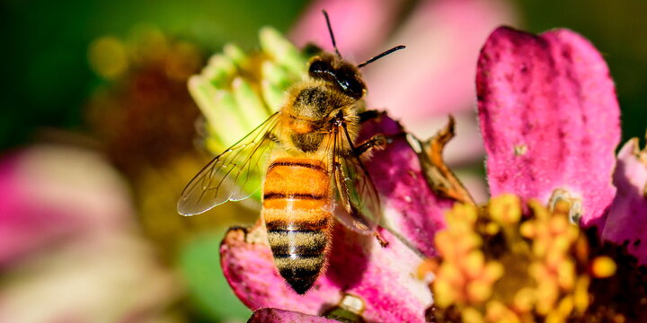 a honey bee on a flower