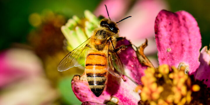 A bee on a flower