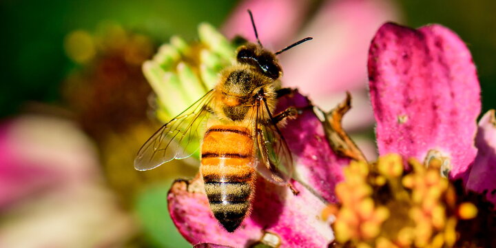 A bee on a flower