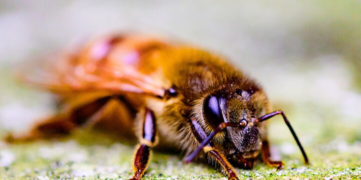 A close-up of a bee