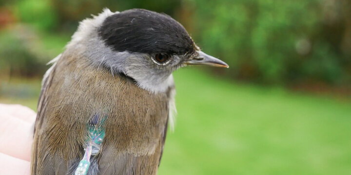 A photo of a bird with a tracking chip in its feather