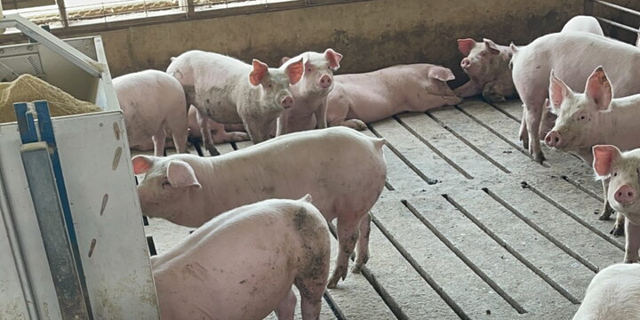 a bunch of pigs