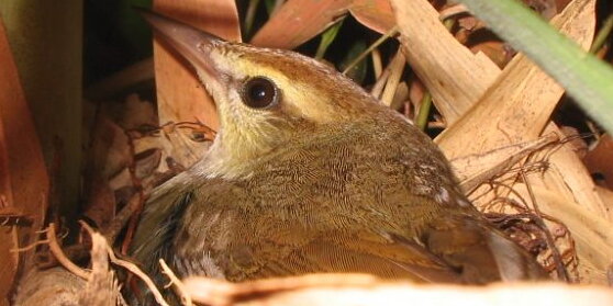 A small bird hiding in plants