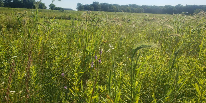 Prairie field