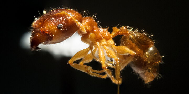 close up of an ant