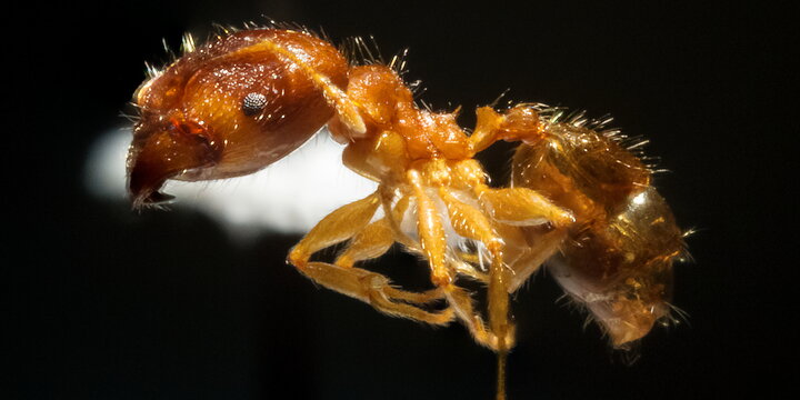 Close up of an ant
