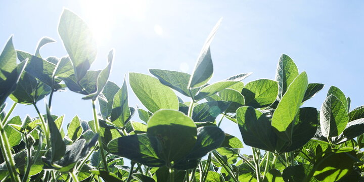 sun shining on plants