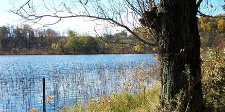 A tree next to a body of water