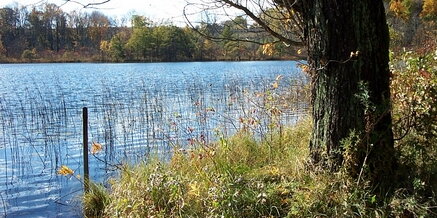 a picture of a tree near a body of water