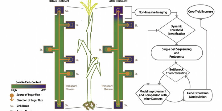 A diagram of Chen Lab research