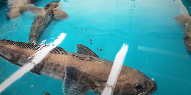 fish in a pool of water