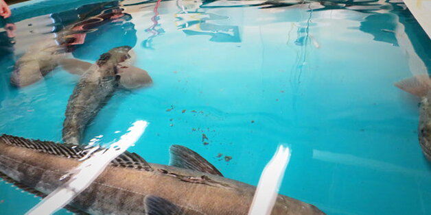 fish in a pool