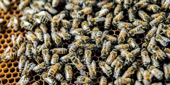 a bunch of bees