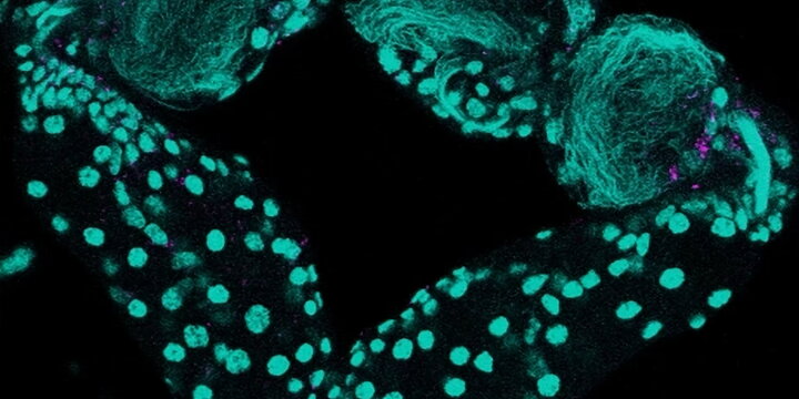 insect testes