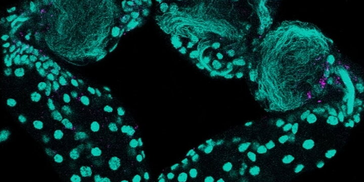 Insect testes