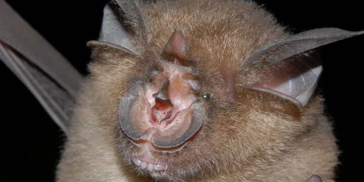 A close up of a bat