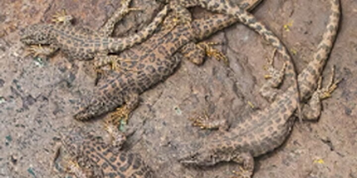 a pile of lizards