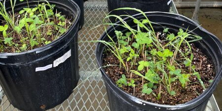 plants in a pot