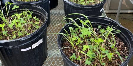 Plants in a pot