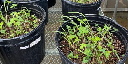 Plants in a pot