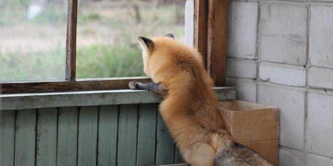 a fox in a window