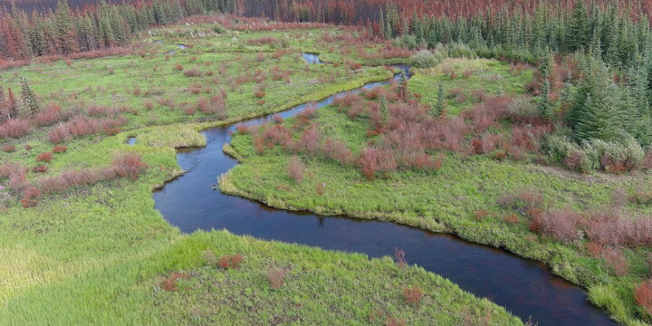 A field with a river running through it with red ferns and other plants
