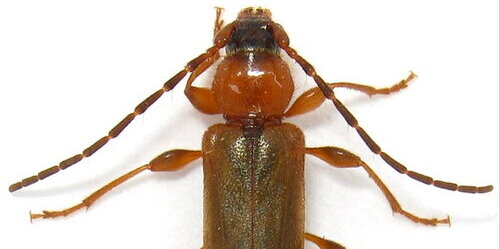 cerambycid and elaterid beetles