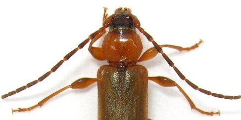 cerambycid and elaterid beetles