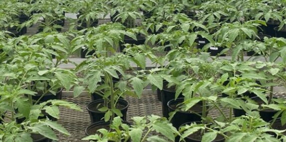 tomato plants