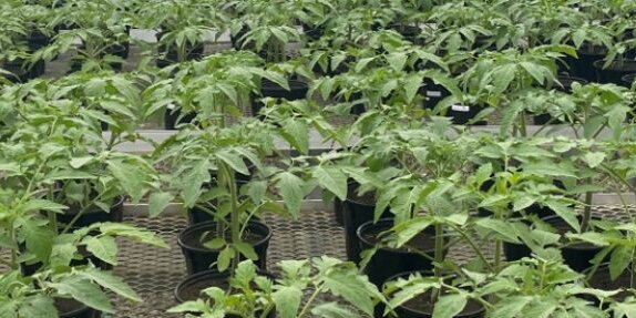 tomato plants