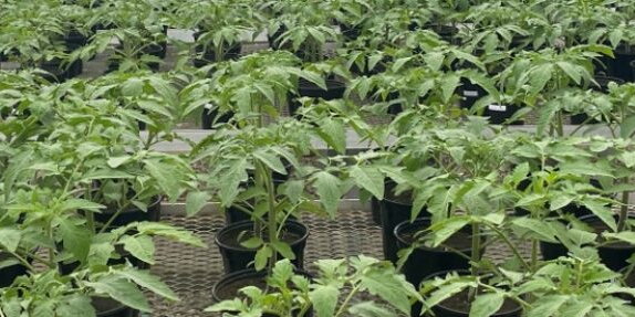 Tomato plants in a field