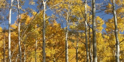 a forest with golden leaves