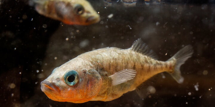 Stickleback fish