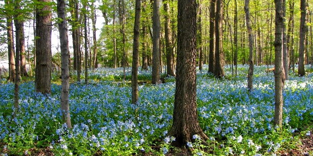 Trees in a forest with flowers underneath them