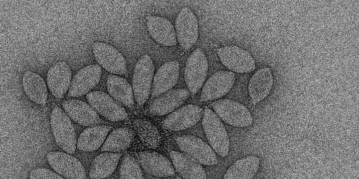 Microbes