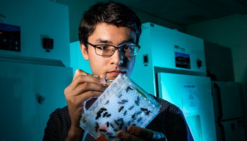 student studying bees in the lab