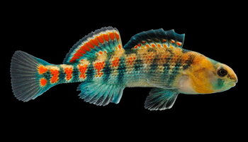 a brightly colored fish against a dark background