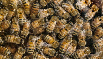 A swarm of bees up close