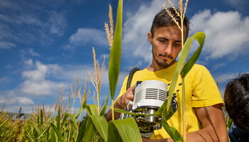 student sampling corn in the Morrow Plots