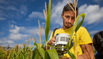 student sampling corn in the Morrow Plots