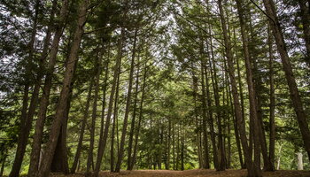 a shady trail lined by tall pine trees