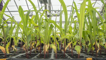 a row of plants growing in a greenhouse