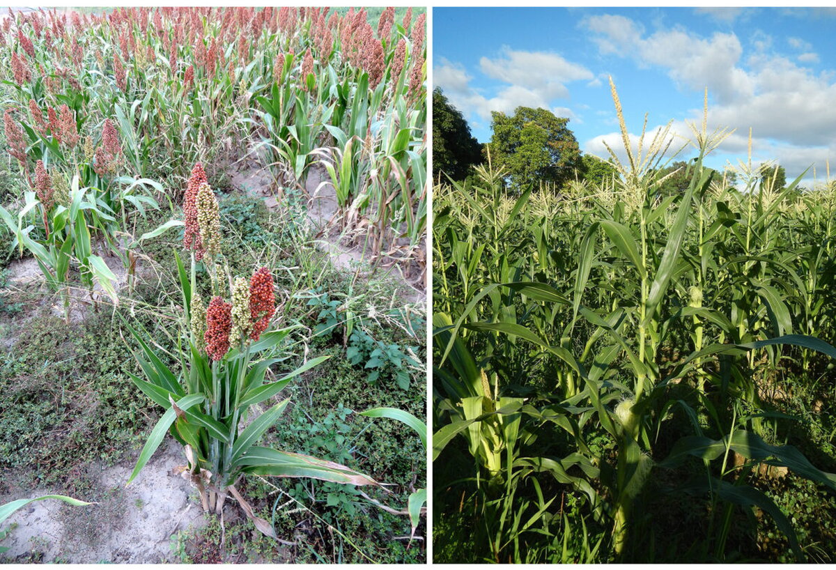 Sorghum on the left, maize on the right