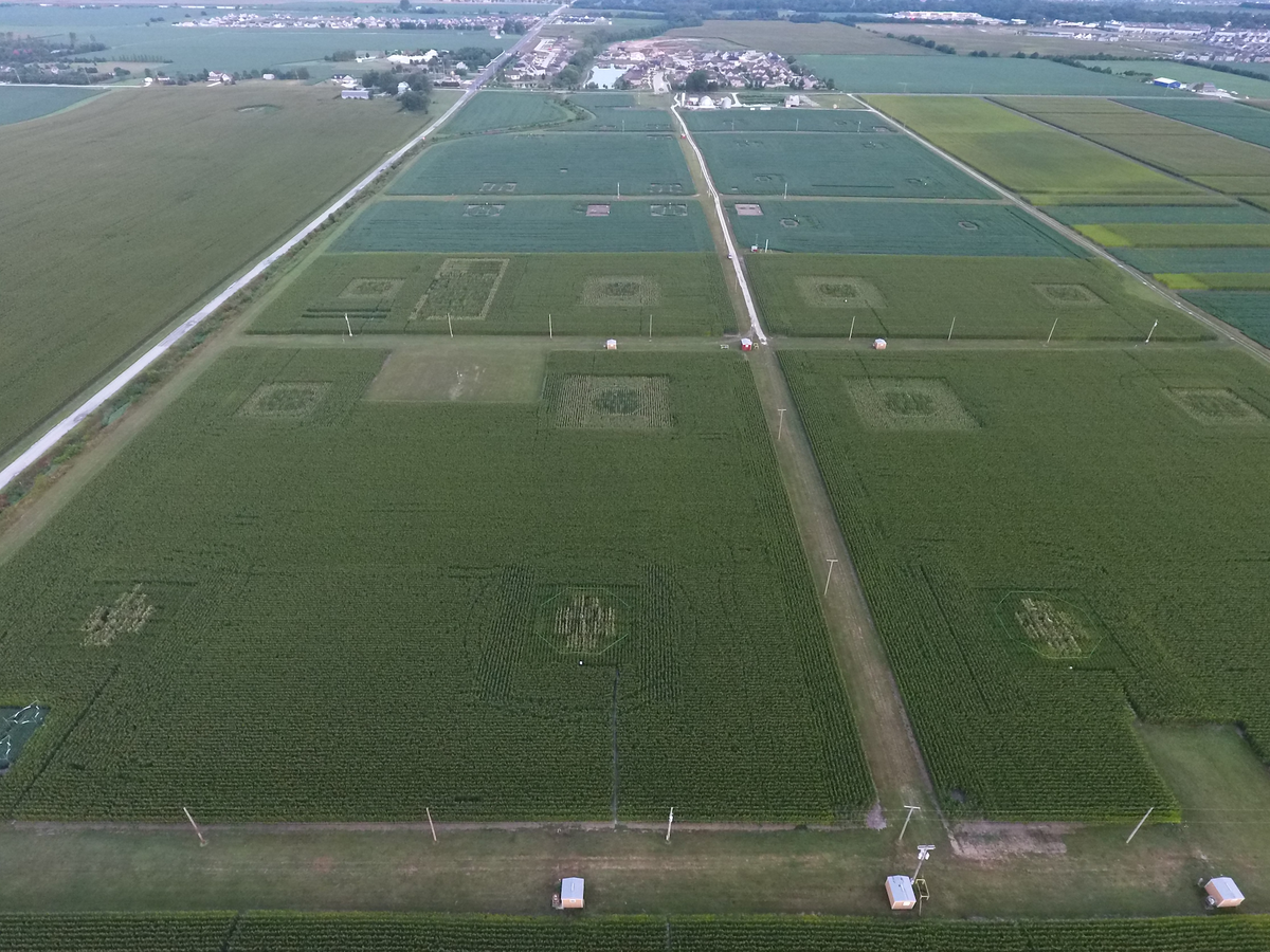 A drone shot of soy fields