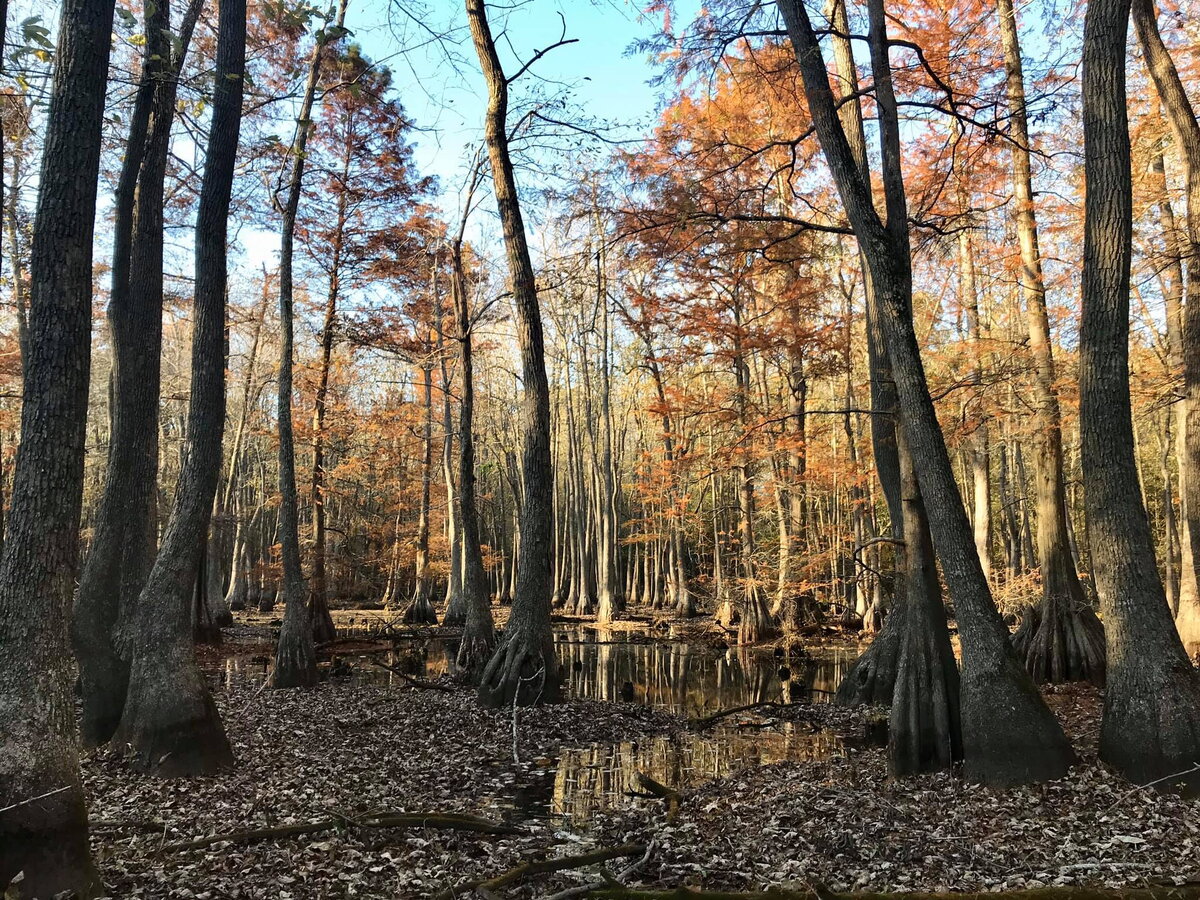 A bunch of trees in the fall