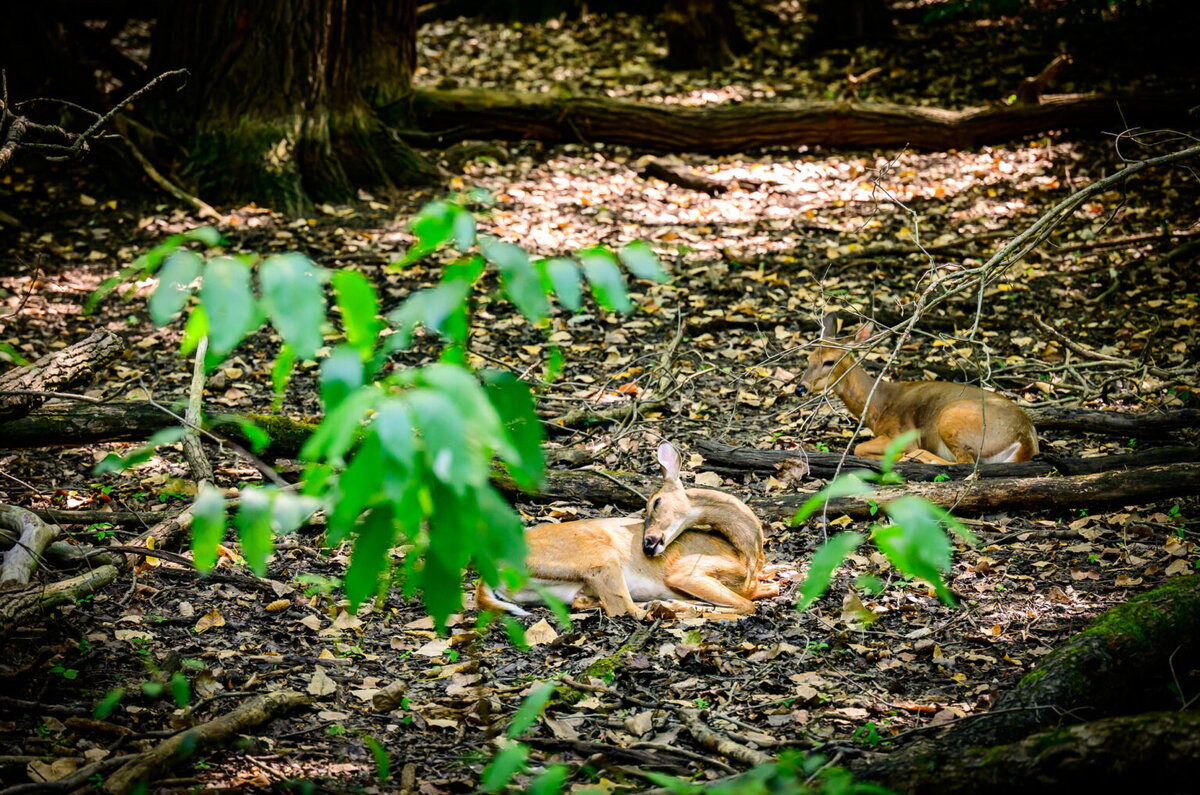 Two deer laying in a wooded area