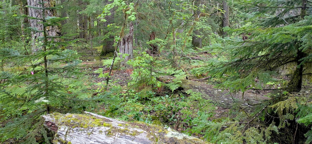 Deep woods